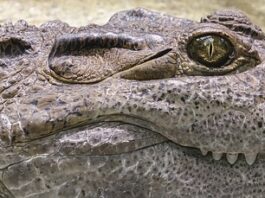 Czy krokodyle żyją w Tajlandii?