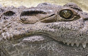 Czy krokodyle żyją w Tajlandii?